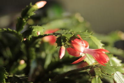 Close-up of red flowering plant
