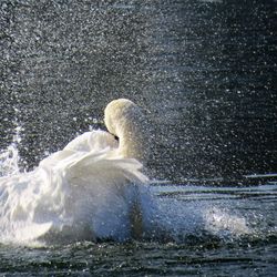 Close-up of swan swimming in water