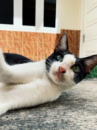 Close-up portrait of cat resting outdoors