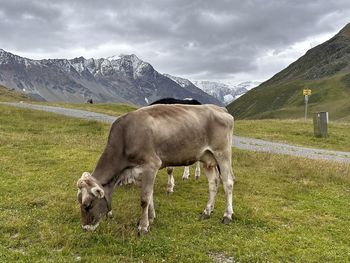 Cow standing on field against sky