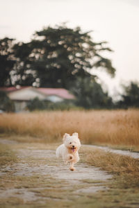 Brown poodle puppy dog running on the grass