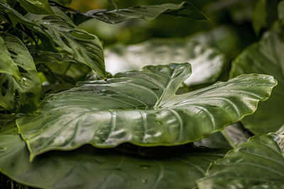 Close-up of fresh green leaves on plant