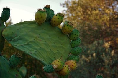 Close-up of green cactus 