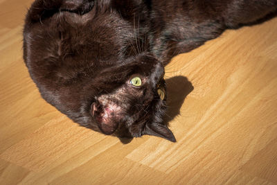 High angle view of black cat lying on floor