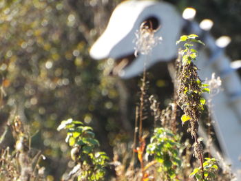 Close-up of plant