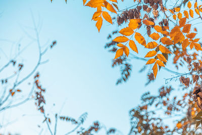 Low angle view of autumnal tree during winter