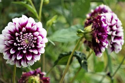 Close-up of purple flowers blooming outdoors