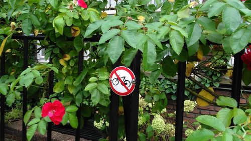 Close-up of road sign against plants