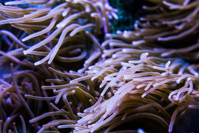 Full frame shot of corals in sea