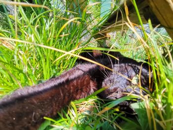 Close-up of lizard on grass