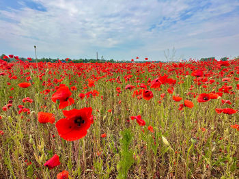 Close-up of yellow flowering plants on field against sky