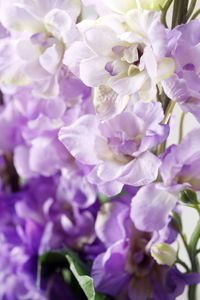 Close-up of purple flowering plant