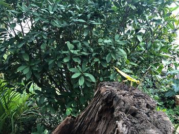 Low angle view of tree trunk