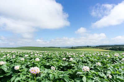 Flowers growing in field