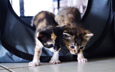 Sisters exploring together