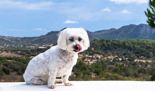 Portrait of white dog sitting on mountain against sky