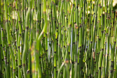 Close-up of bamboo plants