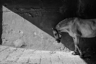 Side view of a cat on wall