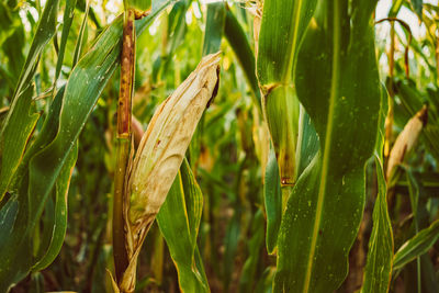 Close-up of crops growing on field