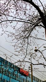 Low angle view of pink cherry blossoms against sky