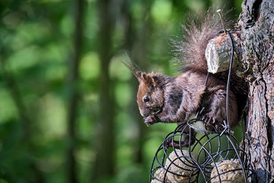 Close-up of squirrel on tree trunk