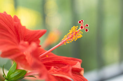 Close-up of red hibiscus flower