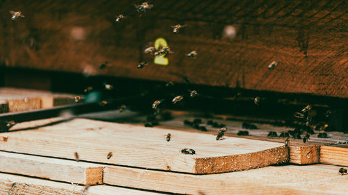 Close-up of bee flying