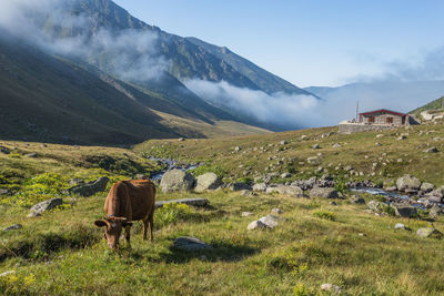 Horse grazing in a field