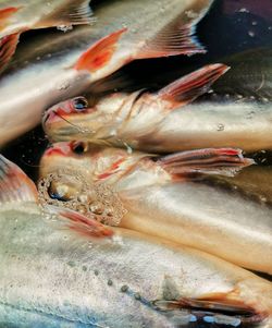 Close-up of fish for sale in market