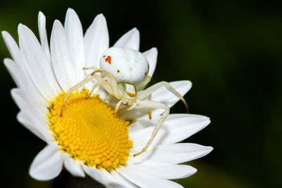 Close-up of white flower