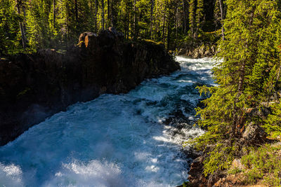 Scenic view of waterfall in forest