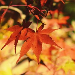 Close-up of maple leaves on plant