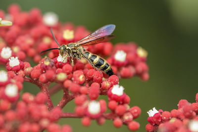 Close-up of bee pollinating red flowers
