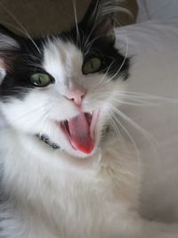 Close-up of cat yawning at home