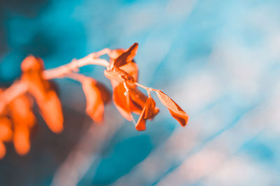 Close-up of plant