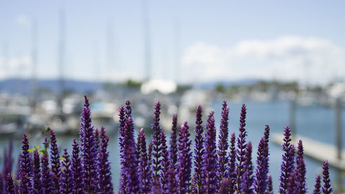 Close-up of purple flowering plants on land against sky