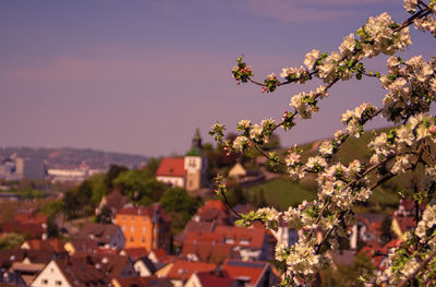 High angle view of cherry blossoms in city against sky