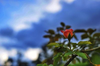 Close-up of flowers