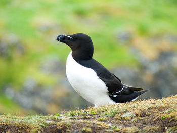 Close-up of bird perching on field