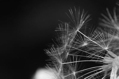 Close-up of dandelion against black background