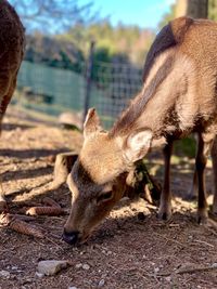 Close-up of deer on field