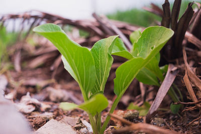 Close-up of fresh green leaves on field