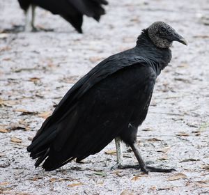 Close-up of bird perching outdoors