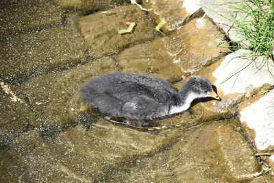 High angle view of duck swimming in lake