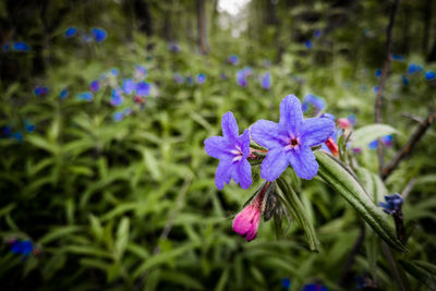 Close-up of purple flowers blooming outdoors