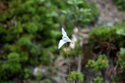 Close-up of bird flying against blurred background