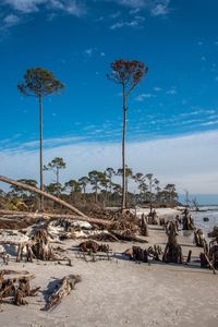 Scenic view of beach against blue sky