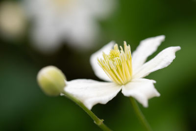 Close-up of white flowering plant