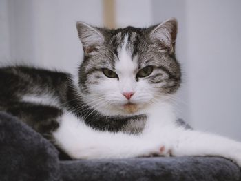 Close-up portrait of cat sitting