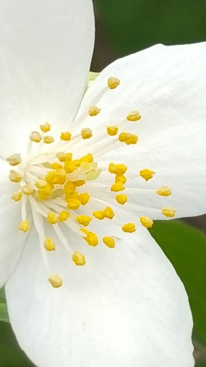 white color, flower, petal, flower head, freshness, close-up, white, fragility, yellow, indoors, beauty in nature, studio shot, high angle view, nature, no people, stamen, single flower, growth, pollen, blooming